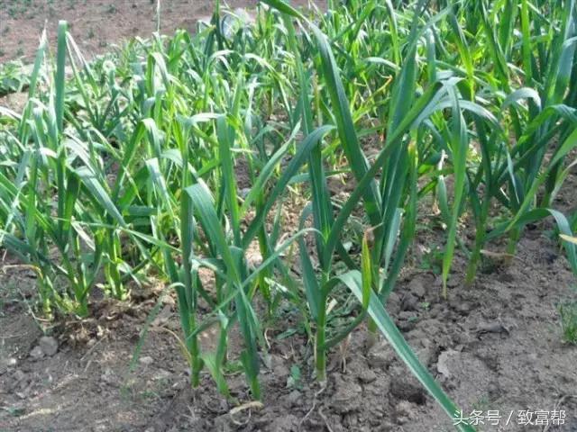 安丘大蒜最新市場(chǎng)價(jià)格揭秘，小巷深處的蒜香寶藏！