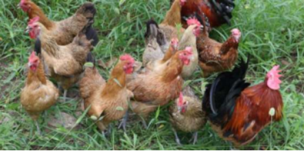 最新母雞品種,最新母雞品種與溫馨農(nóng)場(chǎng)生活