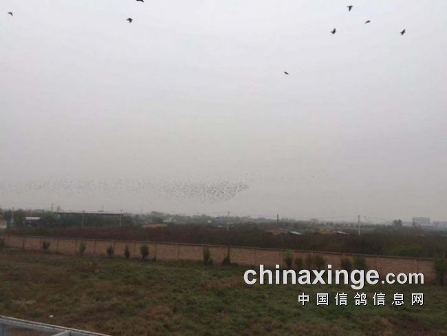 賽威公棚科技革新突破，未來高科技產(chǎn)品重塑體驗新紀元