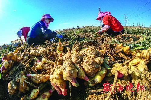 乳山大姜最新行情動態(tài)更新，市場走勢分析