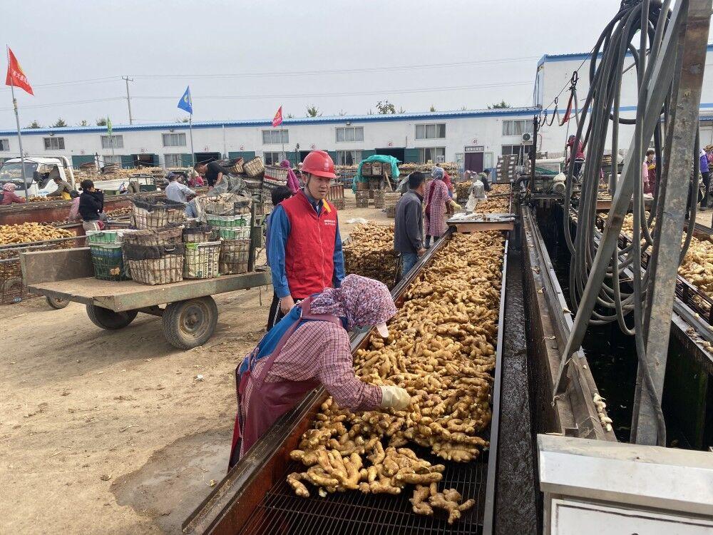 小姜價格行情深度解析，揭秘市場行情??