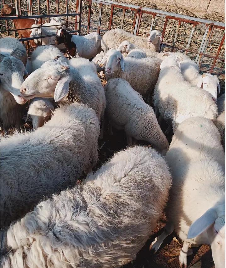 科技重塑農業(yè)格局，玉米最新價格與智能引領未來趨勢分析