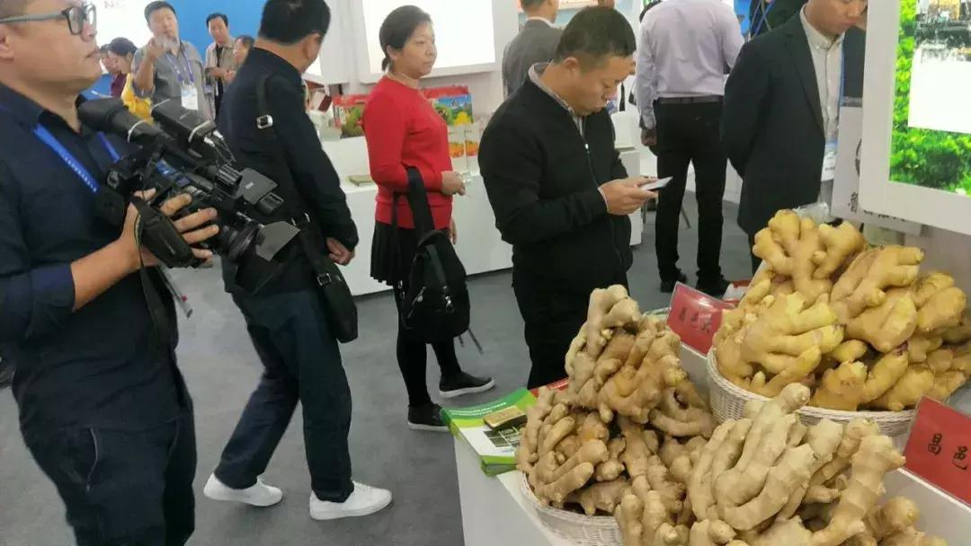 青州大姜最新行情分析與趨勢預測