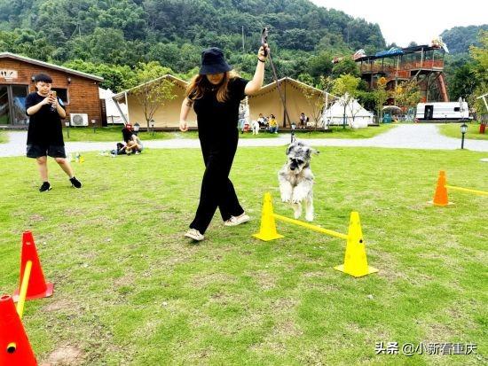 狗狗萌態(tài)新片段，小巷深處的萌寵樂園探秘