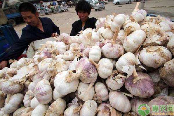 今日大蒜行情深度解析與預(yù)測