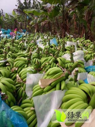 廣西香蕉產(chǎn)地價(jià)格行情探索，一場(chǎng)尋求內(nèi)心寧?kù)o的香蕉之旅