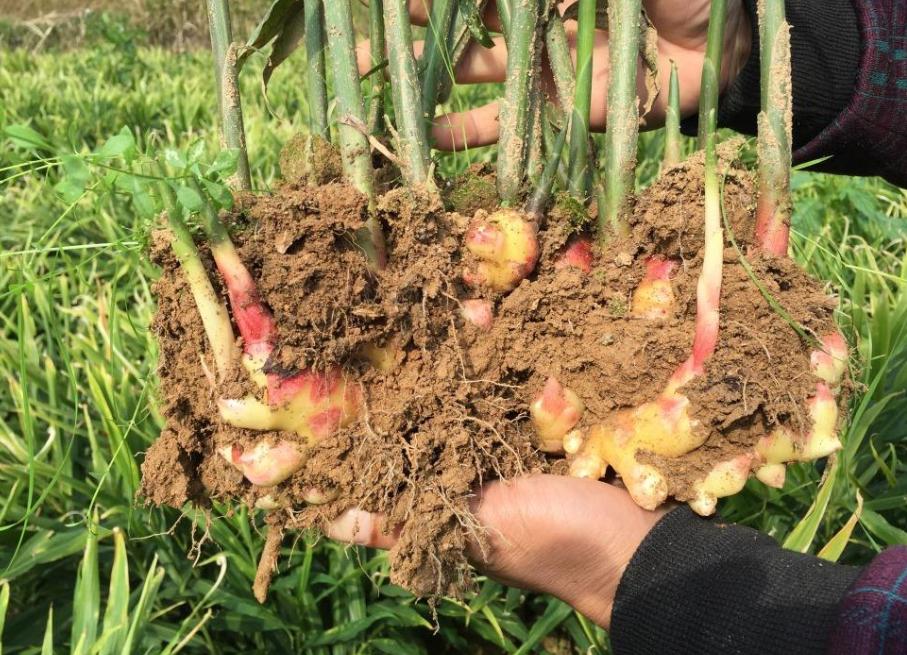 生牛肉市場行情深度解析，市場走勢、影響因素及未來趨勢分析