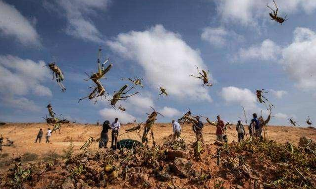 最新蝗蟲災(zāi)害動(dòng)態(tài)及小巷中的獨(dú)特風(fēng)味探索