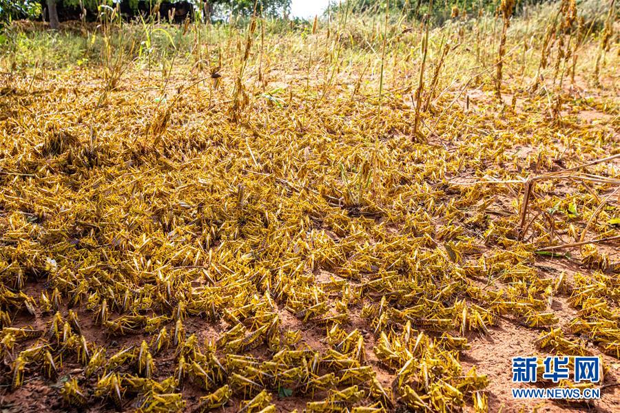 最新蝗蟲災(zāi)害動(dòng)態(tài)及小巷中的獨(dú)特風(fēng)味探索