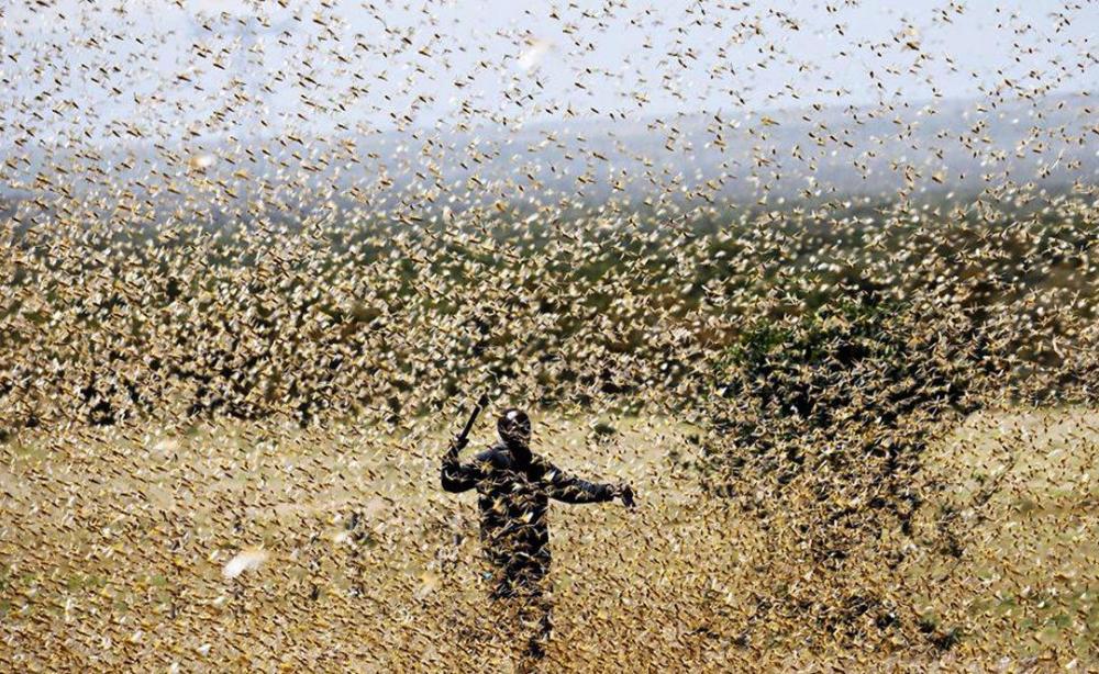 最新蝗蟲災(zāi)害動(dòng)態(tài)及小巷中的獨(dú)特風(fēng)味探索