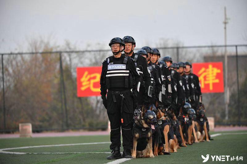 牧羊犬比賽超燃現(xiàn)場，激烈競技展現(xiàn)犬只天賦！