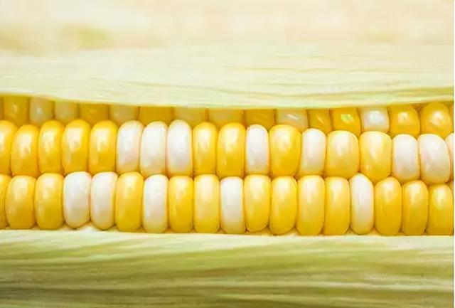 鮮食玉米行情深度解析，自然美景下的旅行探索之旅