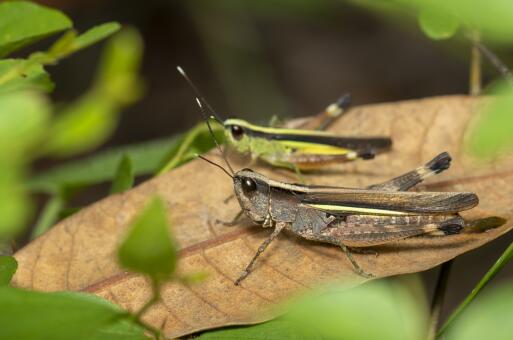 竹蝗最新資訊與防治觀察全面指南