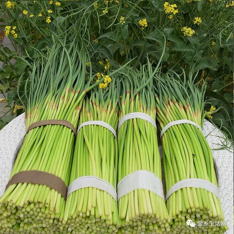 今日金鄉(xiāng)蒜片報價動態(tài)，變化中的學習助力實現(xiàn)夢想與自信