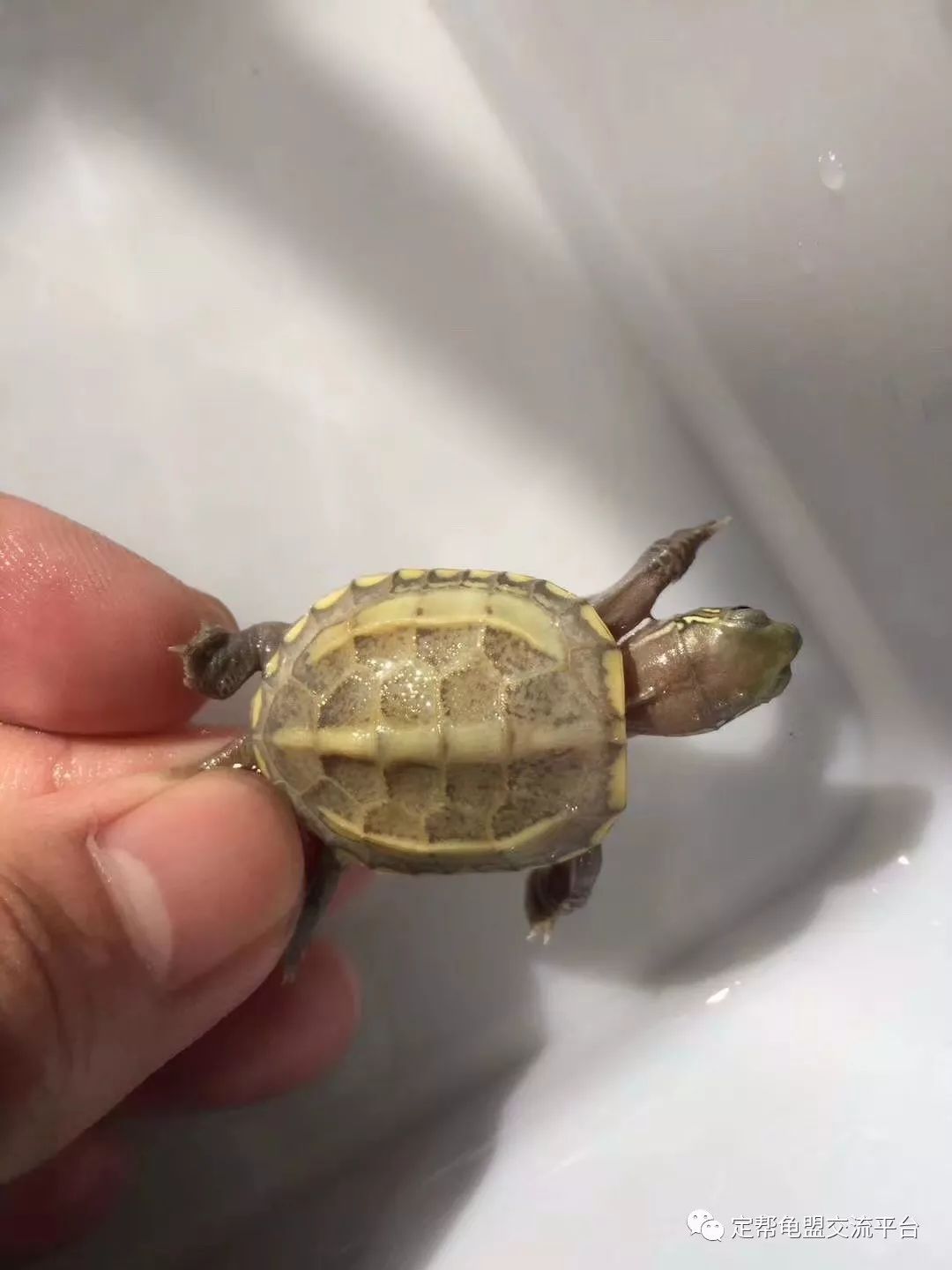 龜類養(yǎng)殖市場(chǎng)探索，多元視角下的市場(chǎng)分析與展望