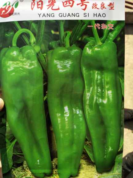 青椒價(jià)格最新行情，機(jī)遇與挑戰(zhàn)中的自我超越勵(lì)志之旅