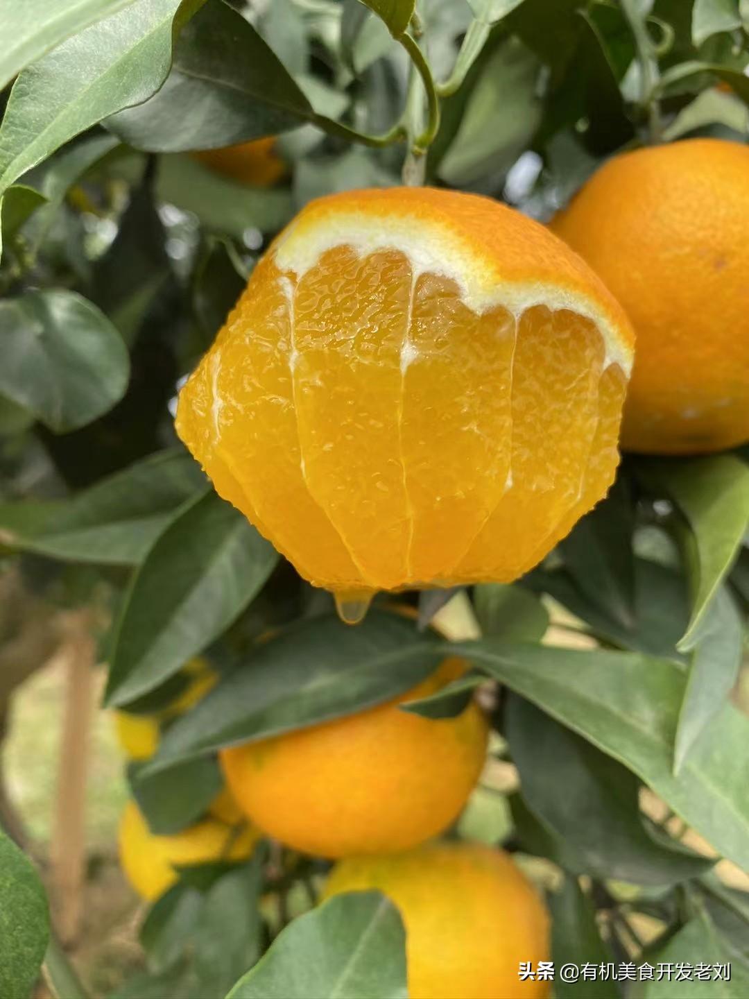 最新地塊詳解與步驟指南，從入門到精通的全方位探討