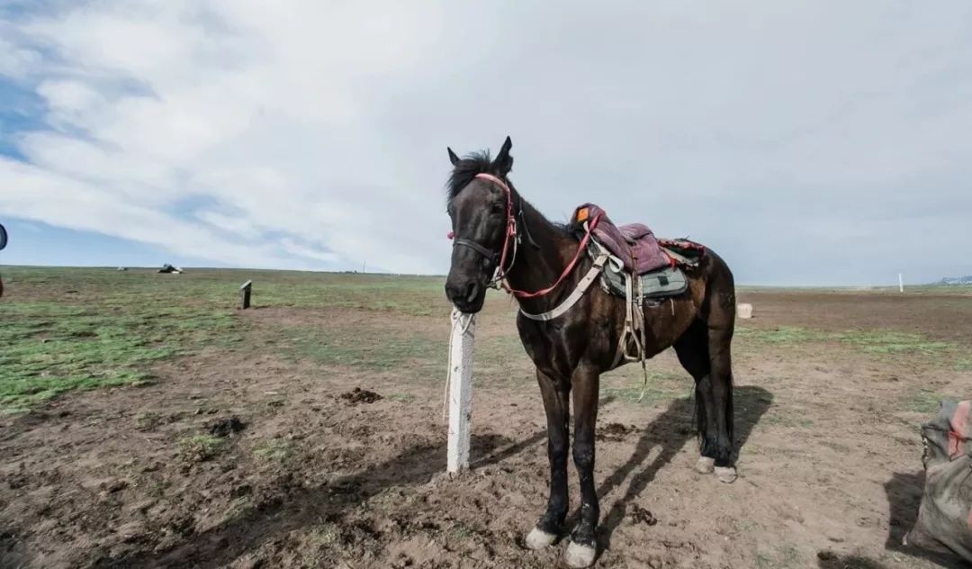 脫疆鳴鑾最新，時(shí)代變遷下的影響與展望