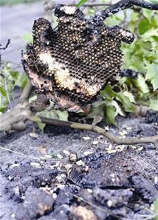 最新馬蜂蜇傷科普及應(yīng)對建議