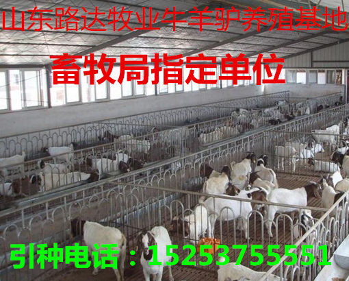 羊苗最新價格及溫情小故事，友情與羊苗的牽絆