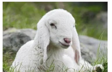 最新逗比羊，背景、事件與時(shí)代印記一網(wǎng)打盡！