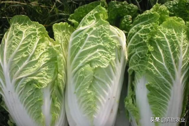 白菜今日最新價(jià)格及市場走勢多元觀點(diǎn)探討