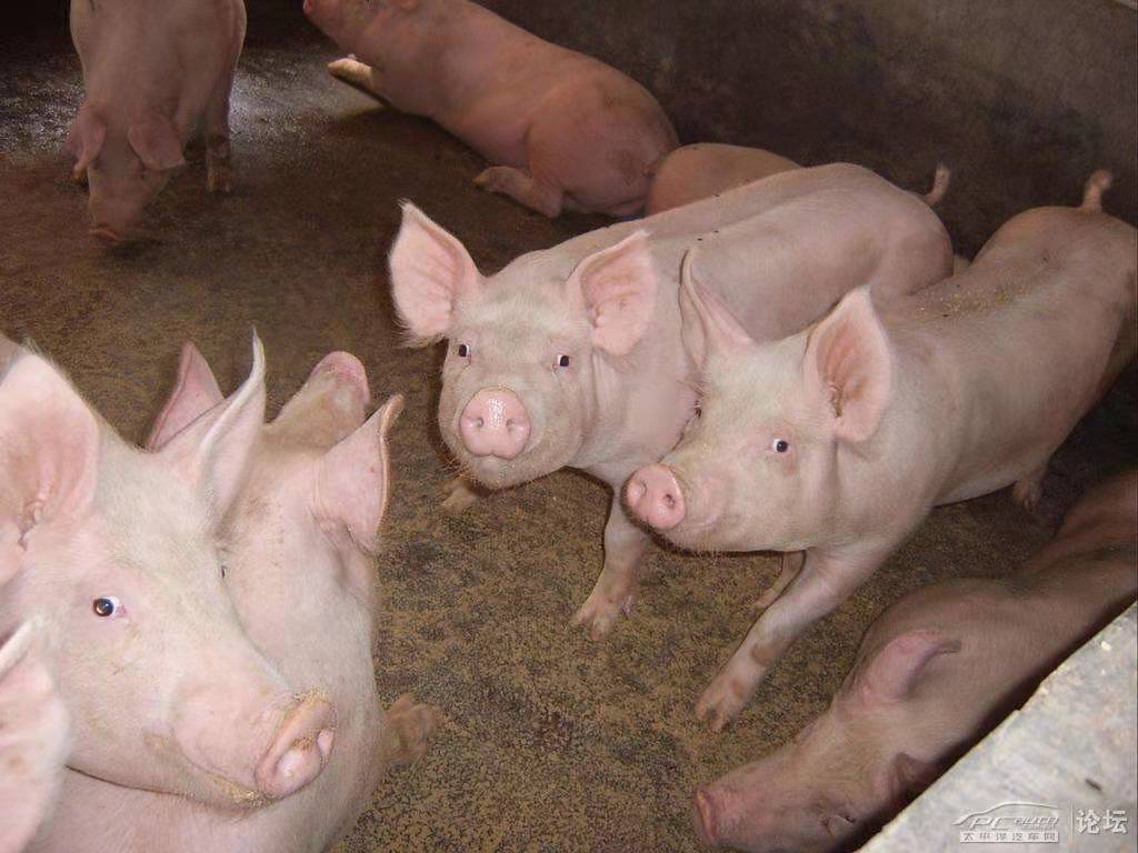 最新豬價(jià)賣價(jià)及分析概述