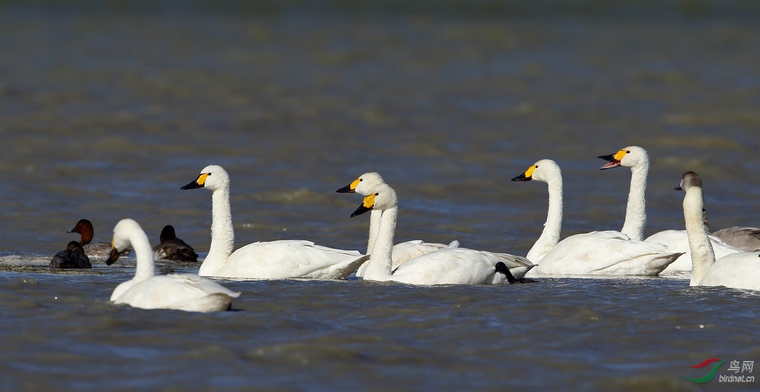 小天鵝最新動態(tài)及洗衣機操作與保養(yǎng)指南