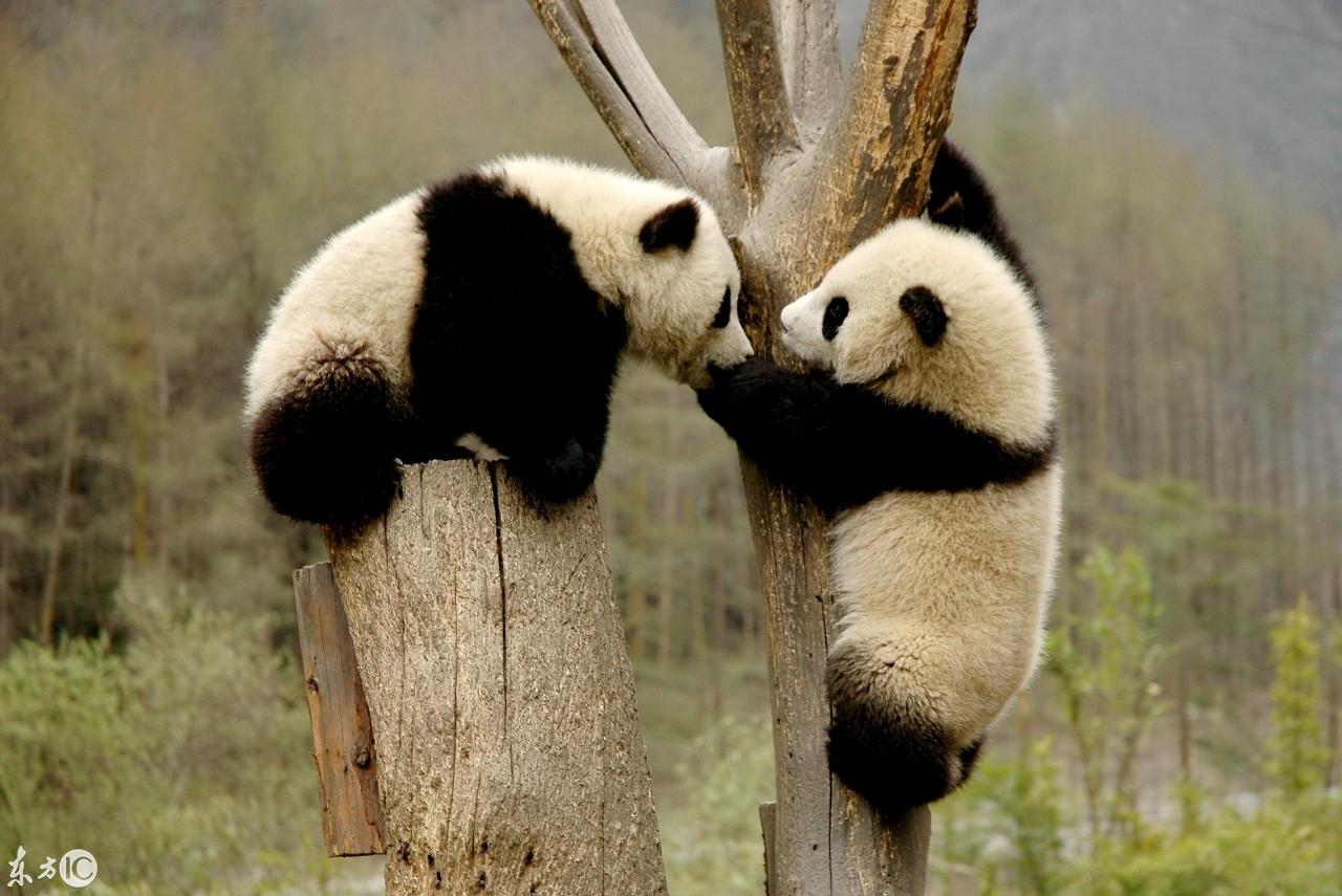 熊貓日記，學(xué)習(xí)、變化、自信與成長的最新記錄