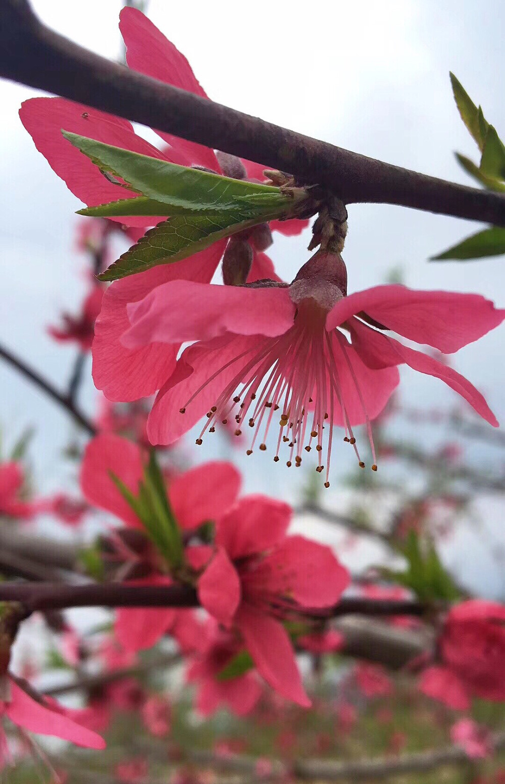 桃花最新版操作指南，從初學(xué)者到進(jìn)階用戶的通用教程
