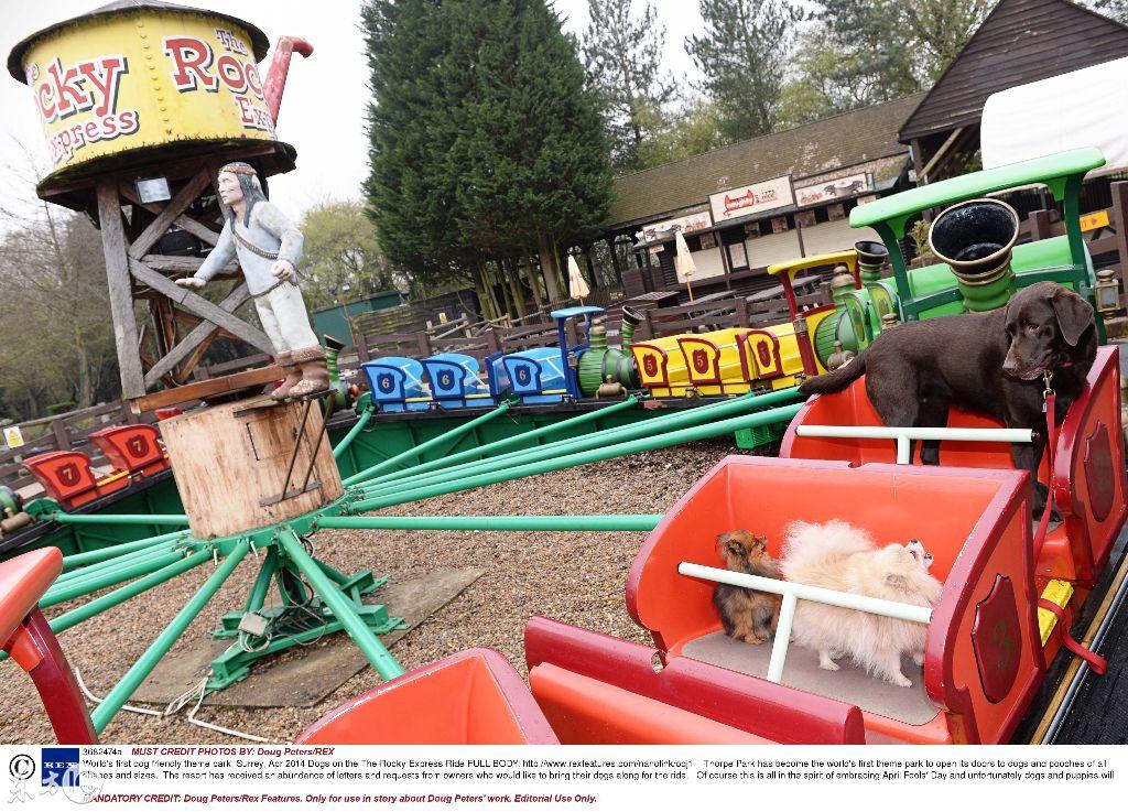 最新寵物項目，啟程勵志之旅，探尋自信與成就之源