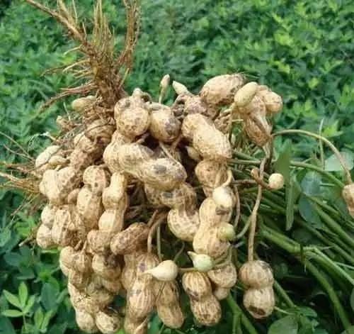 一粒種子的成長與無限可能，今日花生最新價格揭秘