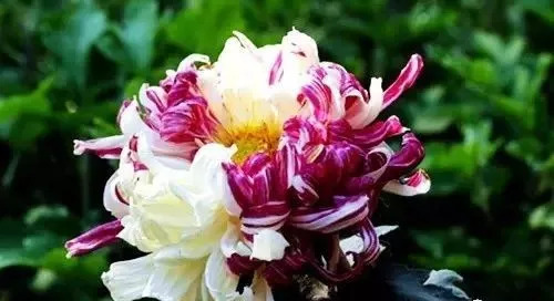 世上唯一的花最新章節(jié)獲取攻略，輕松掌握閱讀指南