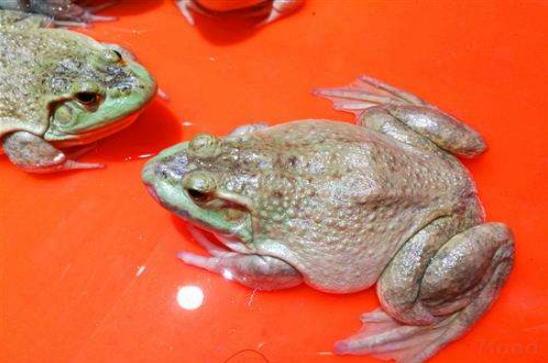 牛蛙最新收購(gòu)價(jià)格，自然美景探索之旅啟程