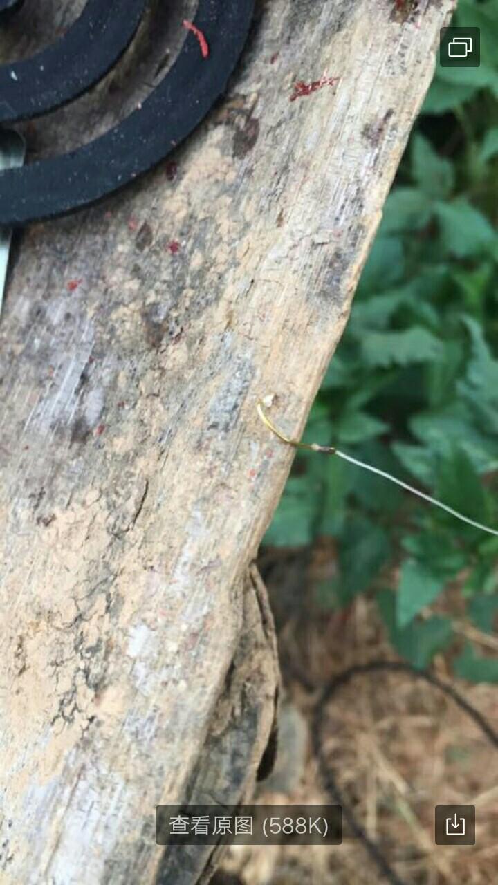 圓吻鲴魚最新釣法詳解與論述，釣獲秘訣大揭秘！