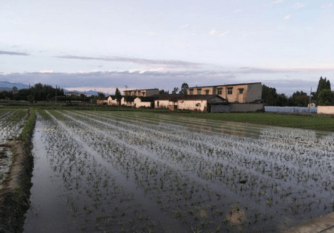 四川敖平川芎最新價(jià)格概覽，最新價(jià)格信息一覽無余