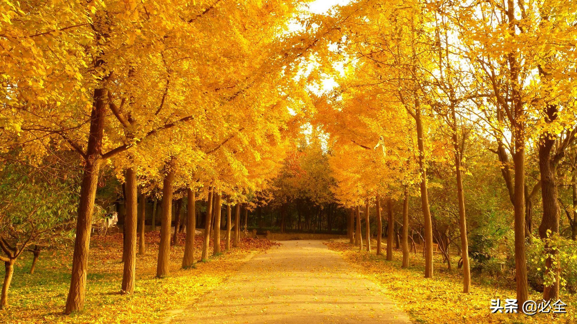 時代背景下的綠色價值探析，20公分銀杏樹最新價格揭秘