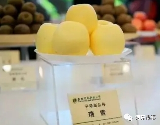 瑞陽瑞雪蘋果最新動態(tài)更新，最新消息揭秘