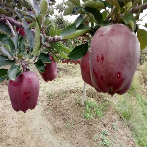 紅寶石甜蘋果最新動態(tài)，科技前沿的甜蜜之旅揭秘