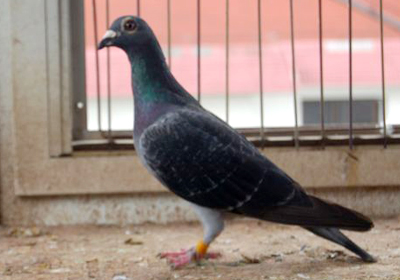 最新羅漢說(shuō)鴿119期視頻，揭秘小巷中的隱藏美食天堂