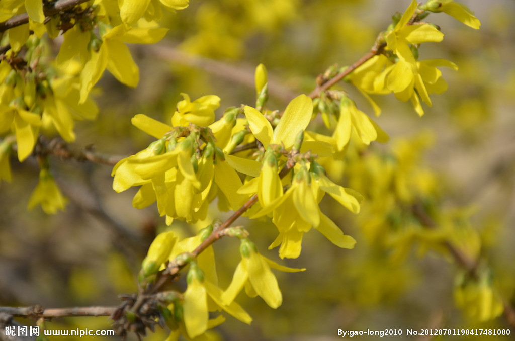 連翹最新收購(gòu)價(jià)格及獲取步驟指南