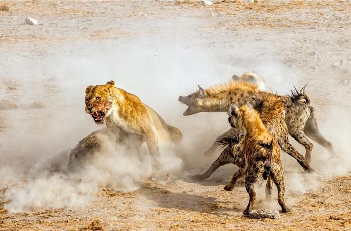 叢林大作戰(zhàn)2最新版，友情冒險(xiǎn)之旅開啟！