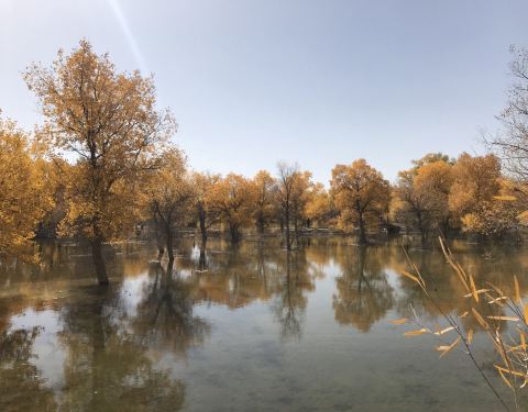 酒泉紅柳廣告最新一期影響力與觀點深度探析